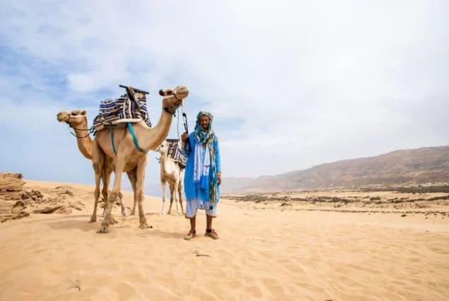Ein Kamelführer mit zwei Kamelen auf den Dünen bei Tamraght, Agadir, Marokko
